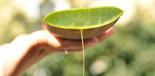 NATURALSOPHY – Bio zertifizierte Naturkosmetik